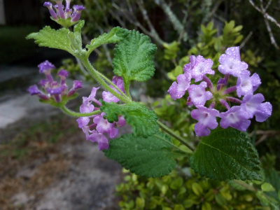 [The cluster of tiny light purple flowers closest to the camera is on the right edge of the photo. The flowers are completely open and have whitish centers and drops of dew on them. There is one other cluster with opened blooms, but it is mostly behind the leaves and stem of the plant. There are two clusters of unopened flowers. Those flowers are dark purple and resemble upside-down unopened umbrellas. The leaves on the plant are wide and medium green.]